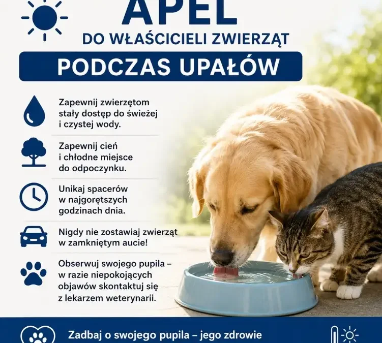 Upały – jak chronić zwierzęta? Praktyczne porady