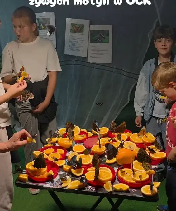 Wystawa Żywych Motyli w Ostrzeszowie – ostatnie dni!