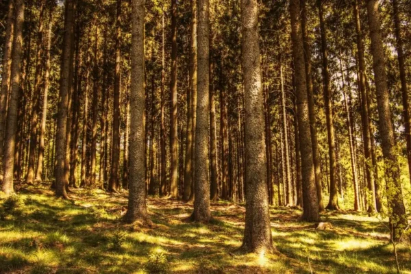 Prace terenowe w lasach – komunikat dla właścicieli z gmin Grabów nad Prosną i Kraszewice