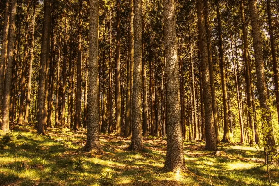 Prace terenowe w lasach – komunikat dla właścicieli z gmin Grabów nad Prosną i Kraszewice