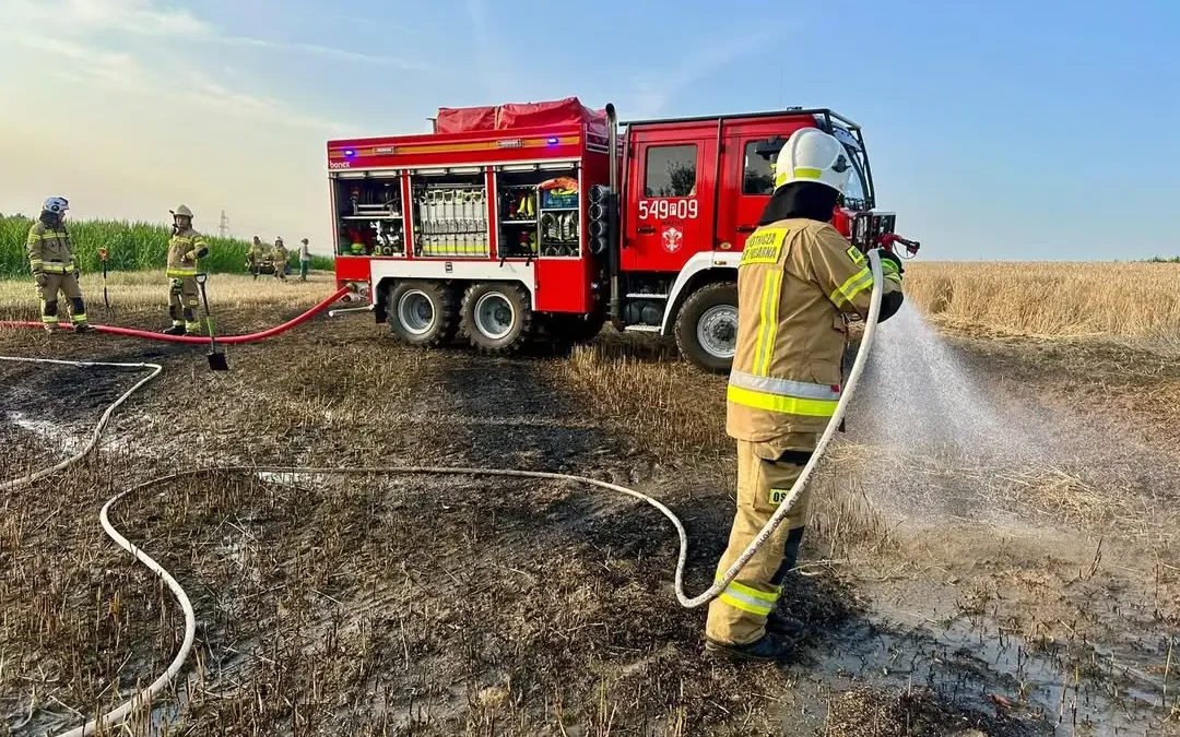 Pożar ścierniska w Kotłowie – strażacy walczą z ogniem