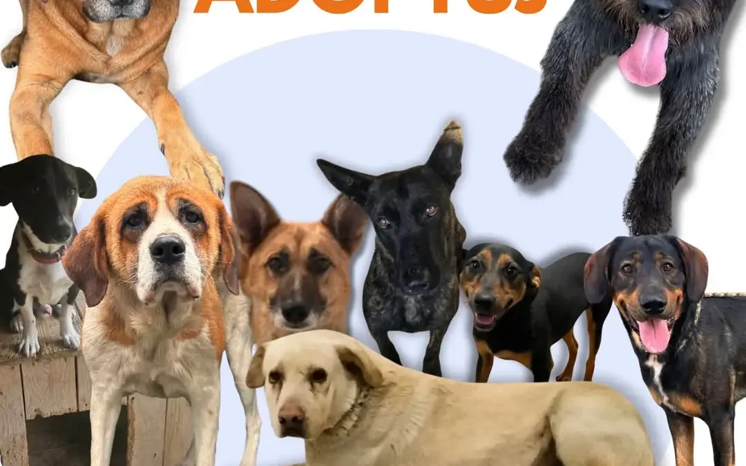 Psiaki z gminy Ostrzeszów czekają na adopcję w schronisku Pokochaj Cztery Łapy