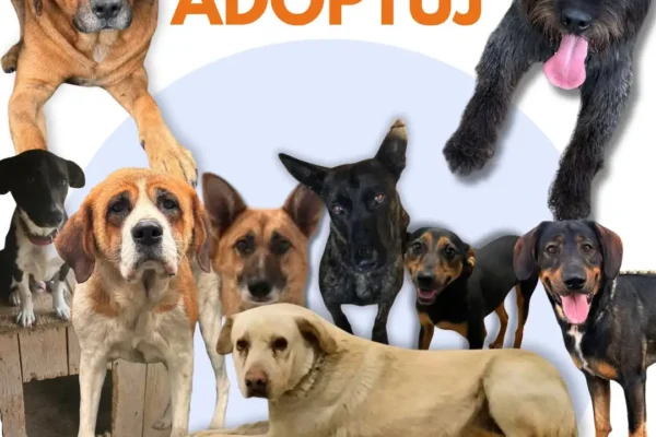 Psiaki z gminy Ostrzeszów czekają na adopcję w schronisku Pokochaj Cztery Łapy