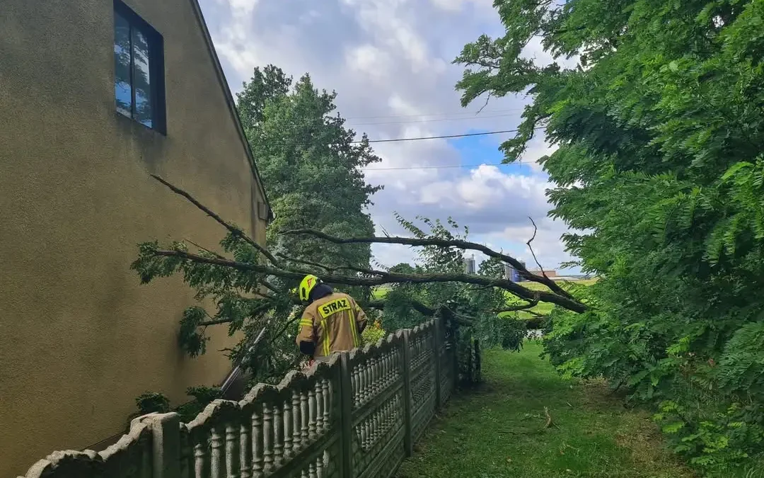 Silny wiatr powalił drzewo na posesji w Kraszewicach. Strażacy interweniowali