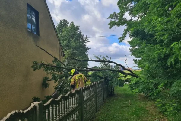 Silny wiatr powalił drzewo na posesji w Kraszewicach. Strażacy interweniowali